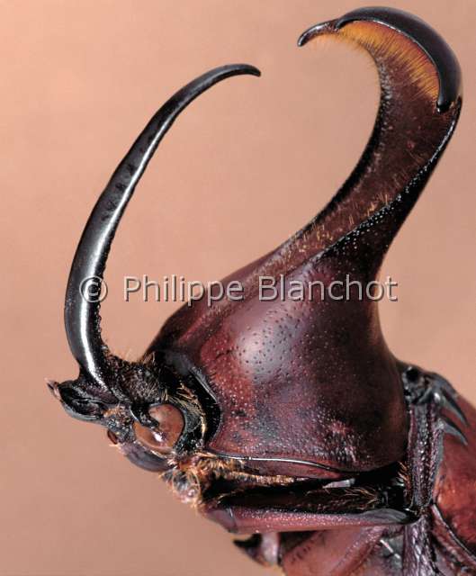 Golofa sp.JPG - Golofa sp. (Portrait), Dynaste, Hercules beetle, Coleoptera, Dynastidae, Bresil
